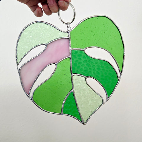 Pink Striped Monstera